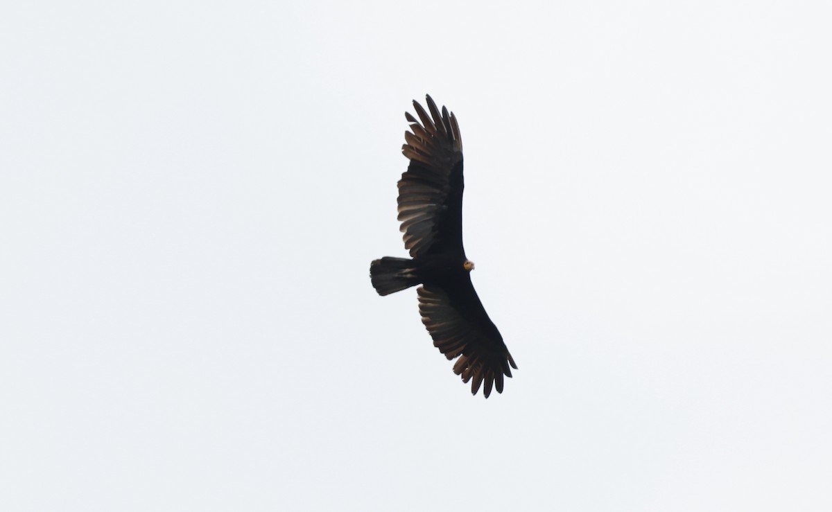 Greater Yellow-headed Vulture - ML480021421