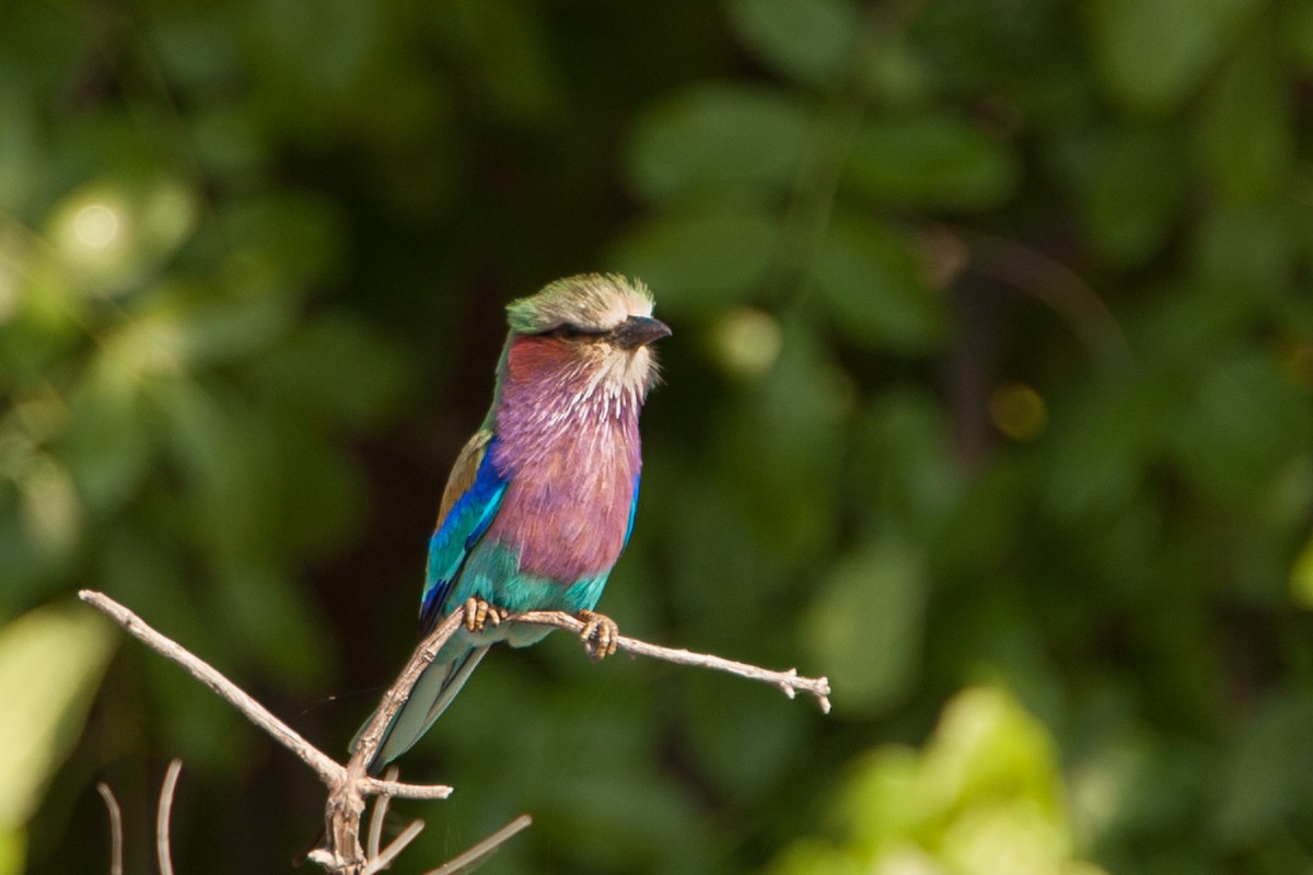 Lilac-breasted Roller - ML480024301