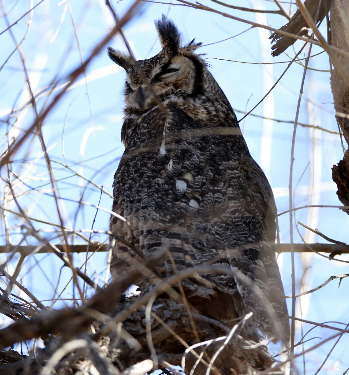 Great Horned Owl - ML48002841
