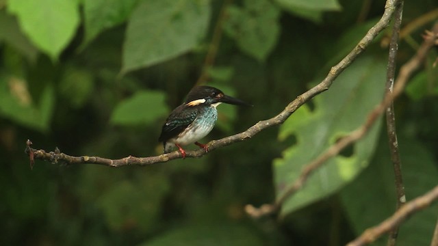Malaysian Blue-banded Kingfisher - ML480034