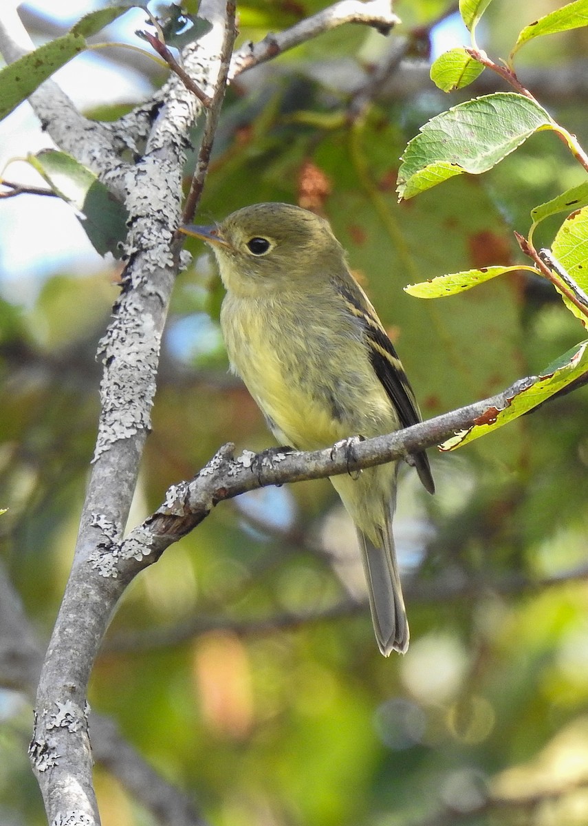 Yellow-bellied Flycatcher - Marty Finch
