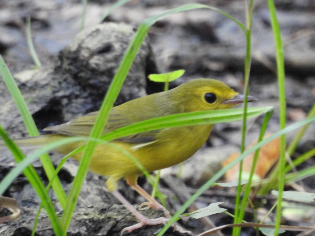 eBird Checklist 31 Aug 2022 Lettuce Lake County Park 16 species