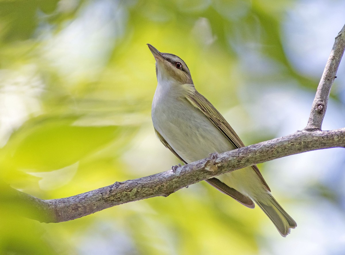 Red-eyed Vireo - Denny Swaby