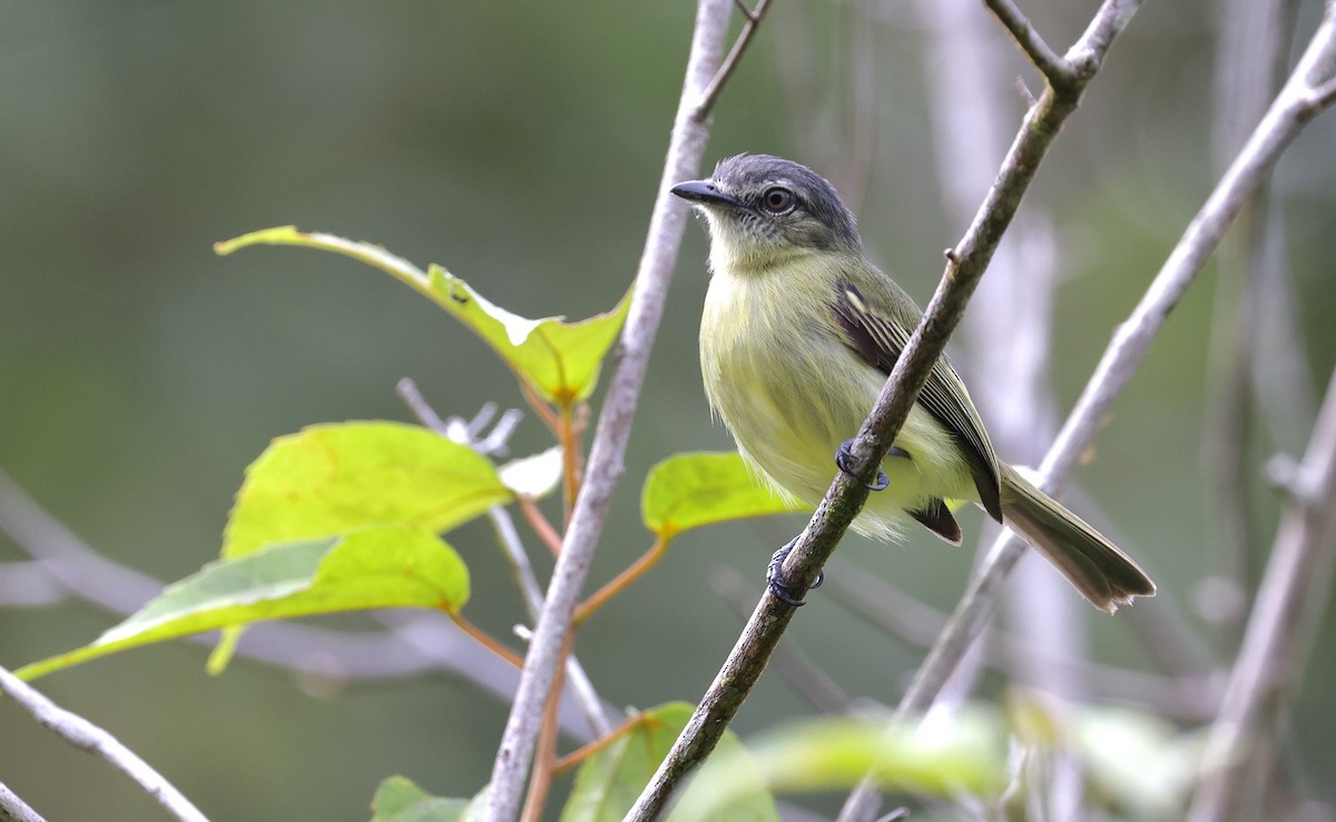 Gray-crowned Flatbill - ML480039891