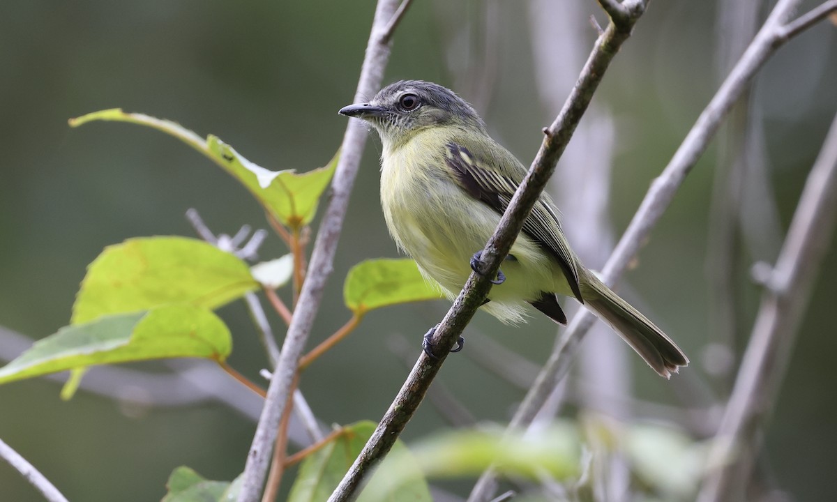 Gray-crowned Flatbill - ML480039911