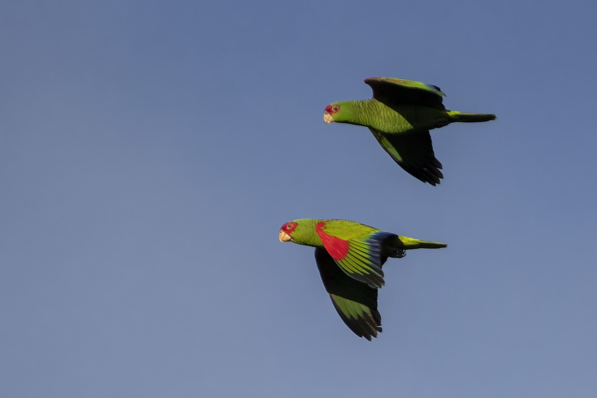 Red-spectacled Parrot - Luiz Matos