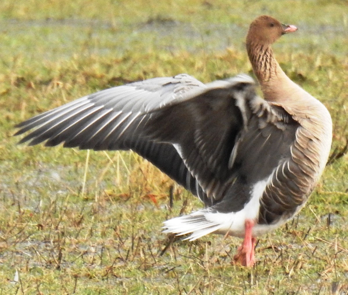 Pink-footed Goose - ML48005041