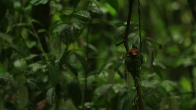 Индокитайская райская мухоловка - ML480051