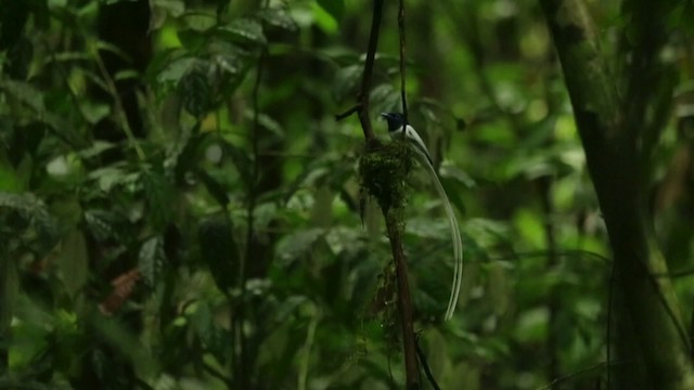 Индокитайская райская мухоловка - ML480052