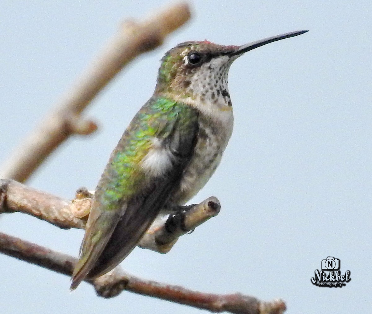 Ruby-throated Hummingbird - Nick Bolanos