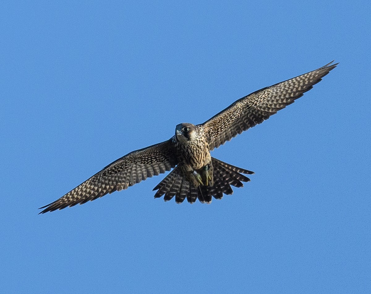 eBird Checklist 31 Aug 2022 The Landing, Dobbs Ferry 9 species