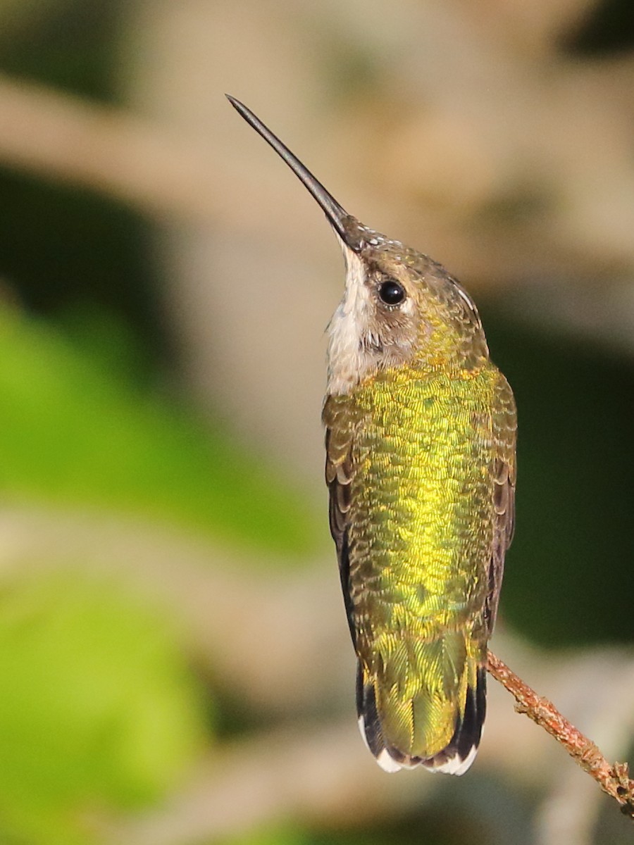 Ruby-throated Hummingbird - Patrick OHoro