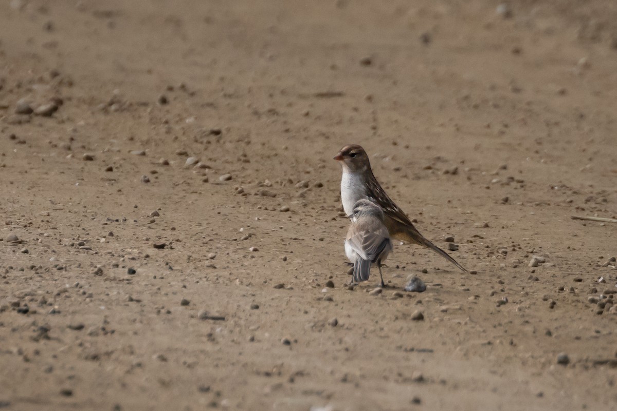 Black-throated Sparrow - ML480058261