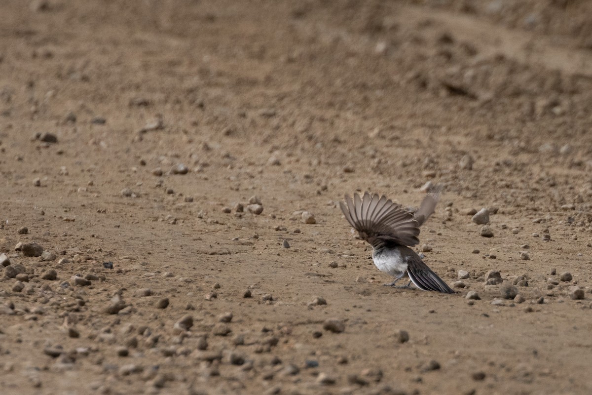 Black-throated Sparrow - ML480058271