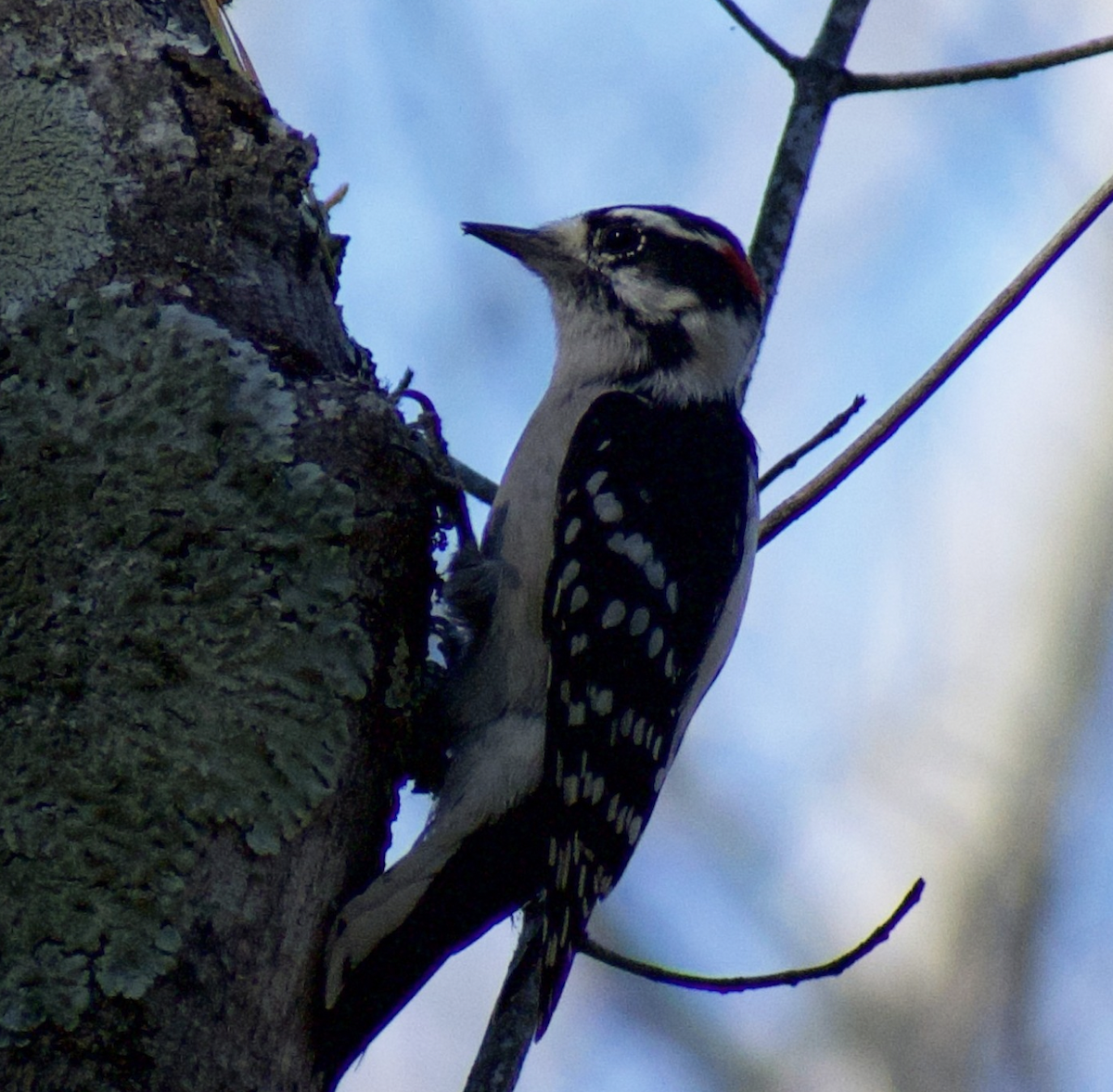 Downy Woodpecker - ML480062211