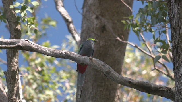 Red-capped Parrot - ML480063451