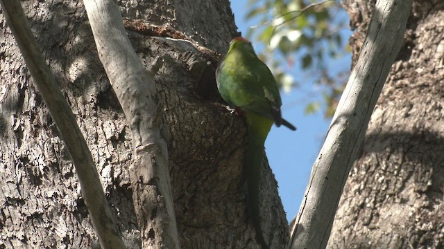 Red-capped Parrot - ML480063521