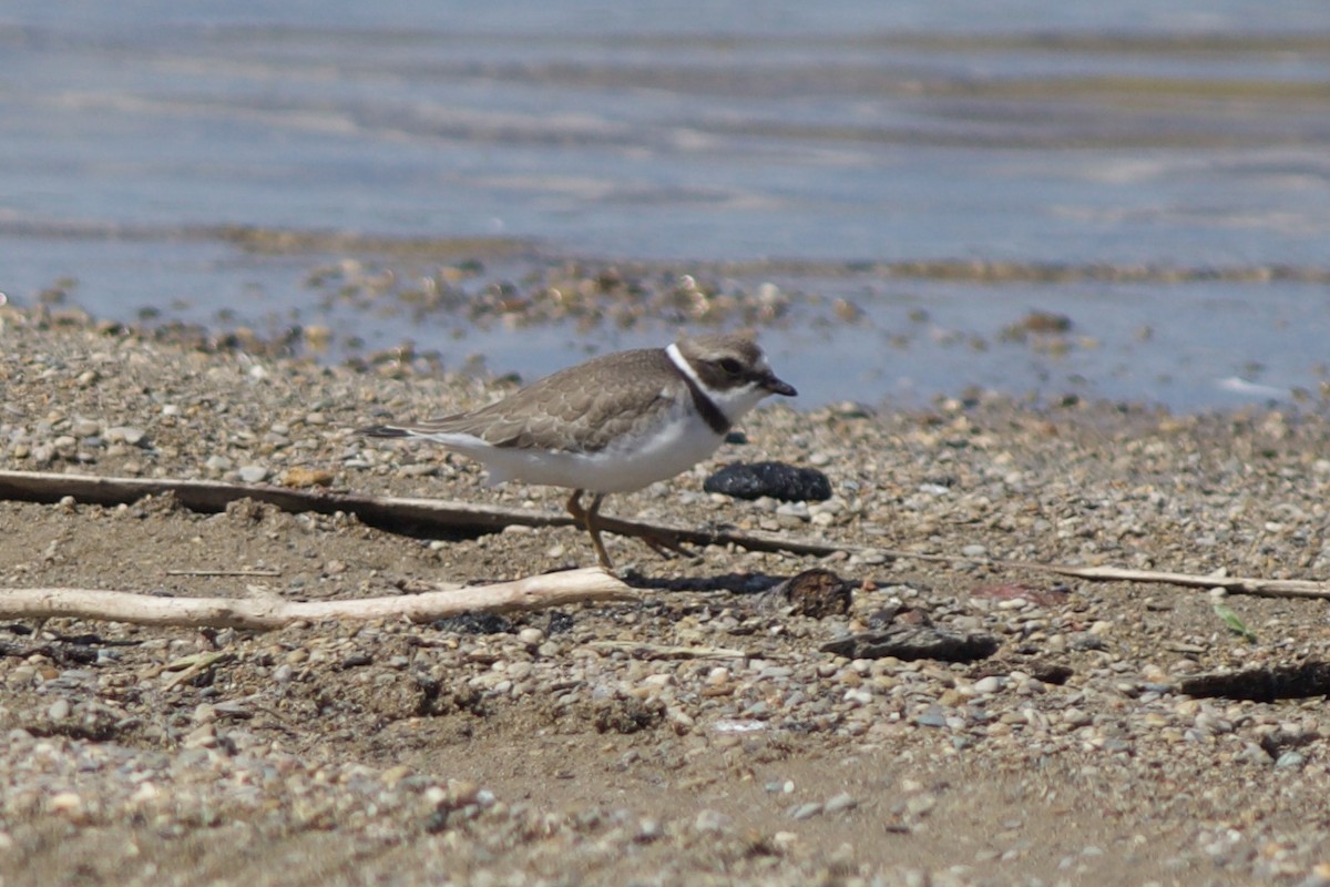 Semipalmated Plover - ML480064881