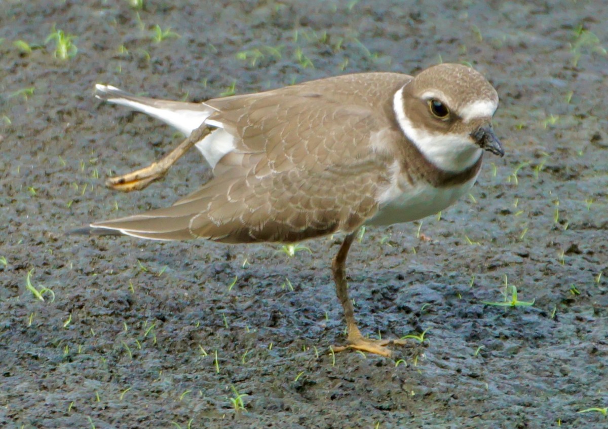 Semipalmated Plover - Laura Sisitzky
