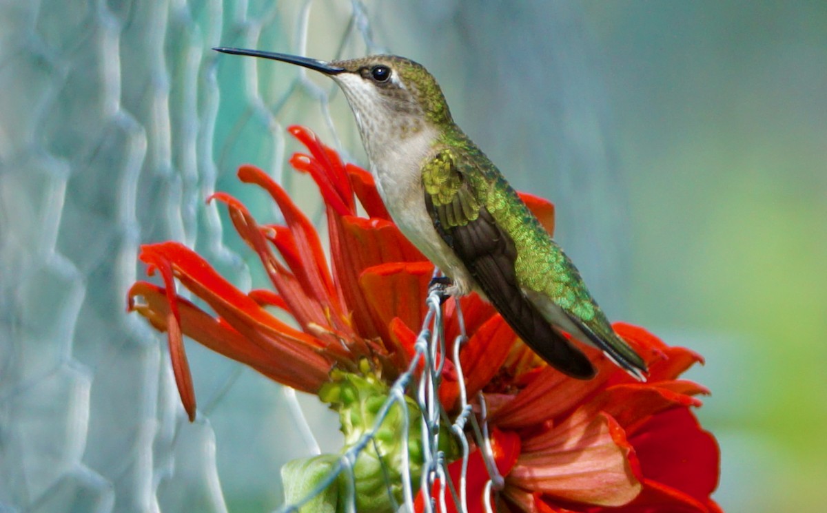 Ruby-throated Hummingbird - Laura Sisitzky