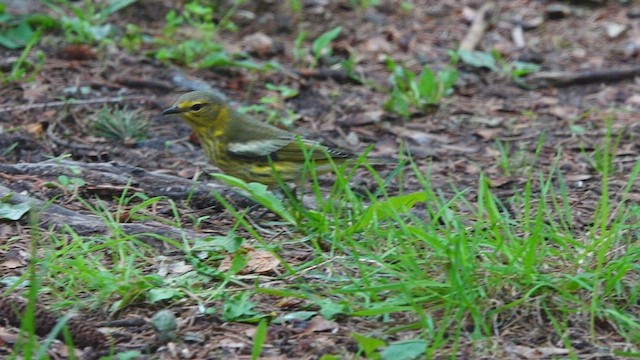 Cape May Warbler - ML480071991