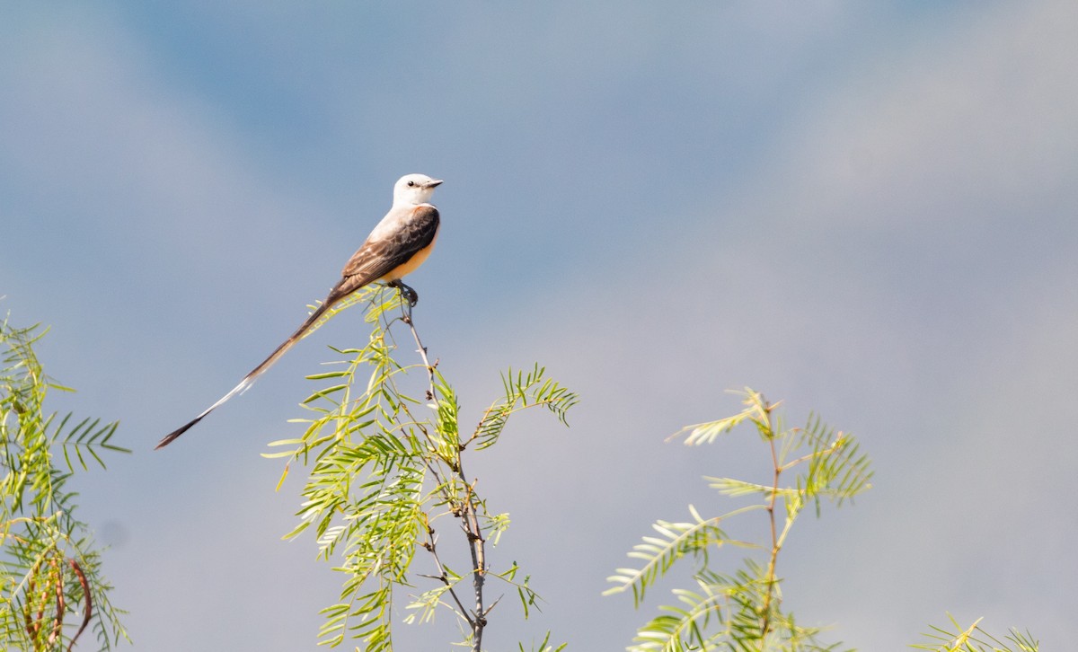Rare Bird-What, Why, How? - New Hampshire eBird