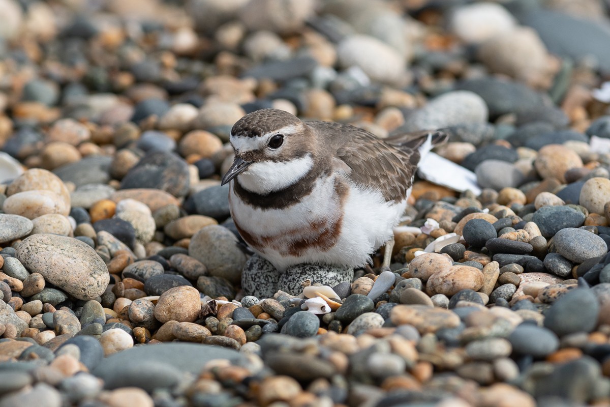 Double-banded Plover - ML480074391