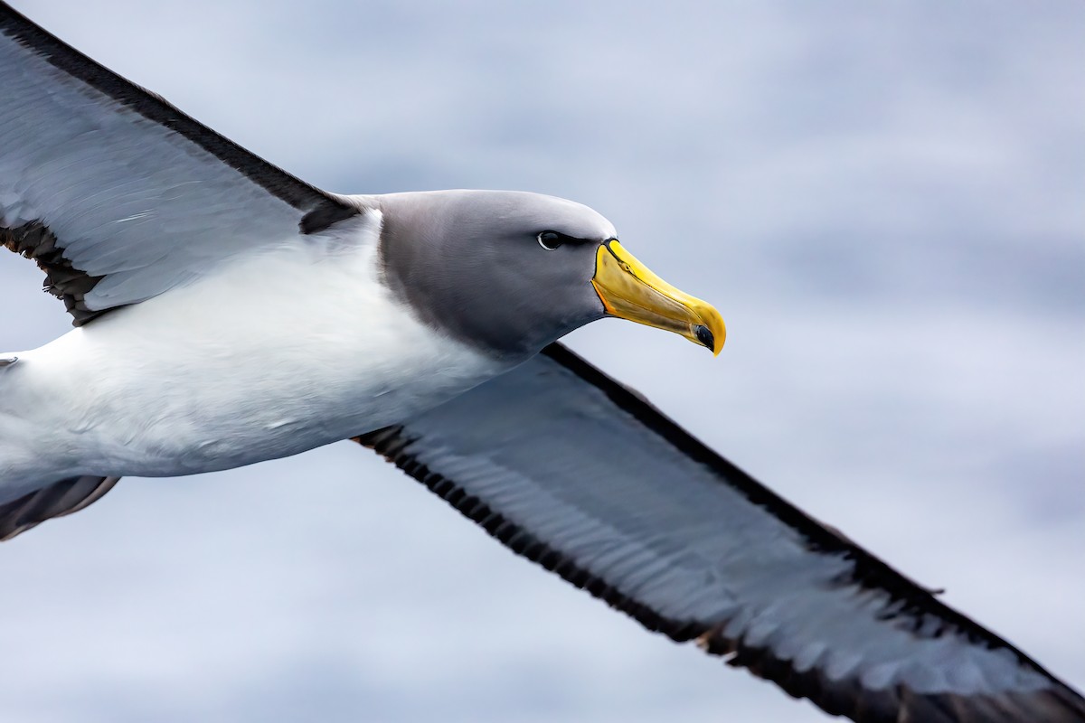 albatros chathamský - ML480075661