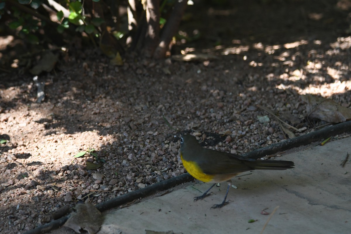 Yellow-breasted Chat - ML480078191