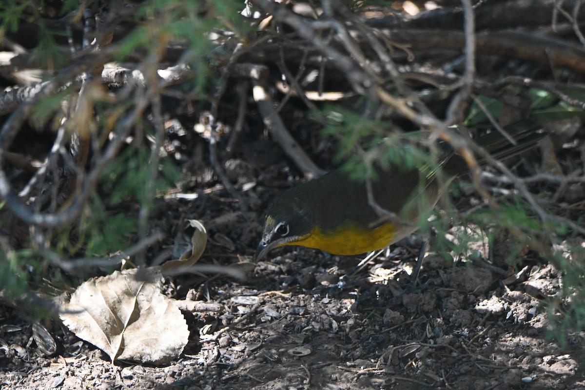 Yellow-breasted Chat - ML480078831