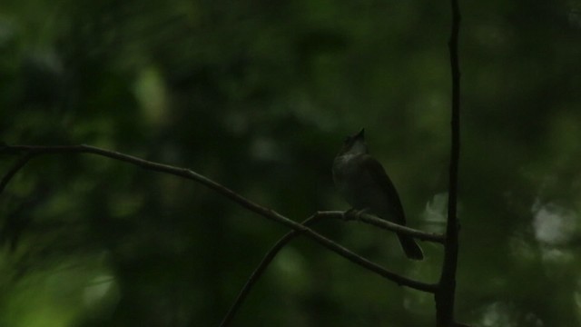 Gray-chested Jungle Flycatcher - ML480080