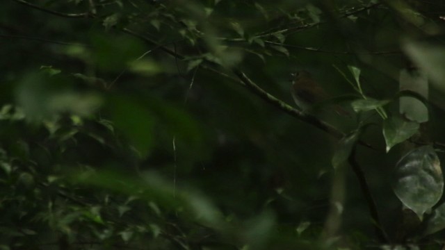 Gray-chested Jungle Flycatcher - ML480081