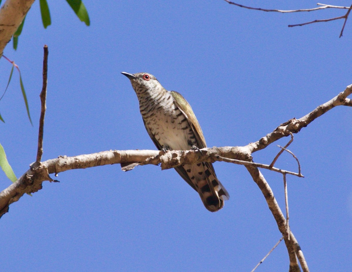 Little Bronze-Cuckoo (Gould's) - ML480081161