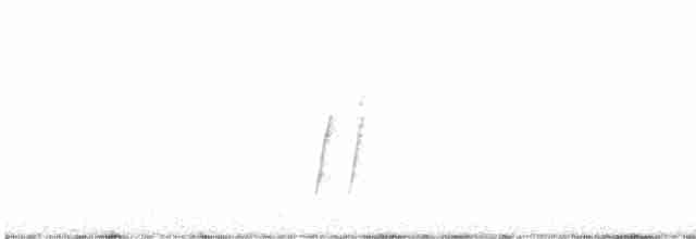Curve-billed Thrasher - ML480081301