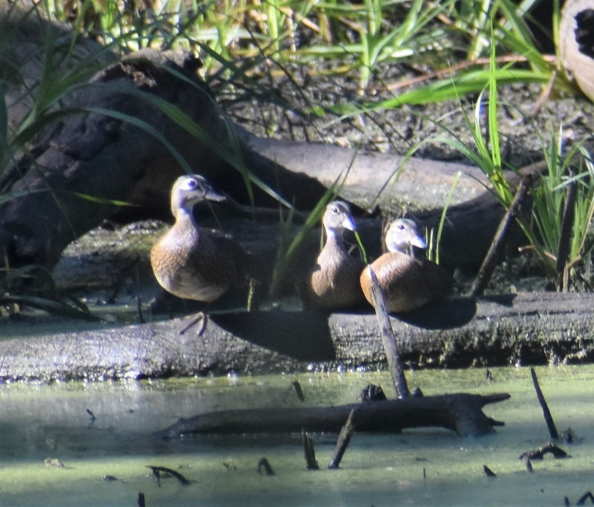 eBird Checklist 31 Aug 2022 Wood Dale Grove Forest Preserve 38