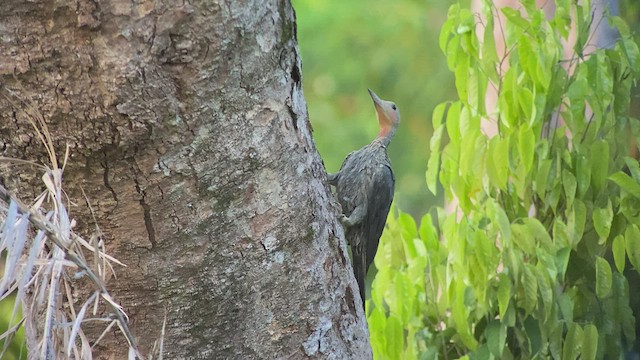 Great Slaty Woodpecker - ML480104121
