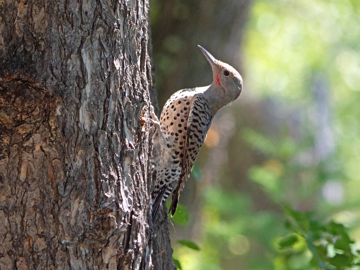Northern Flicker (Red-shafted) - ML480109511