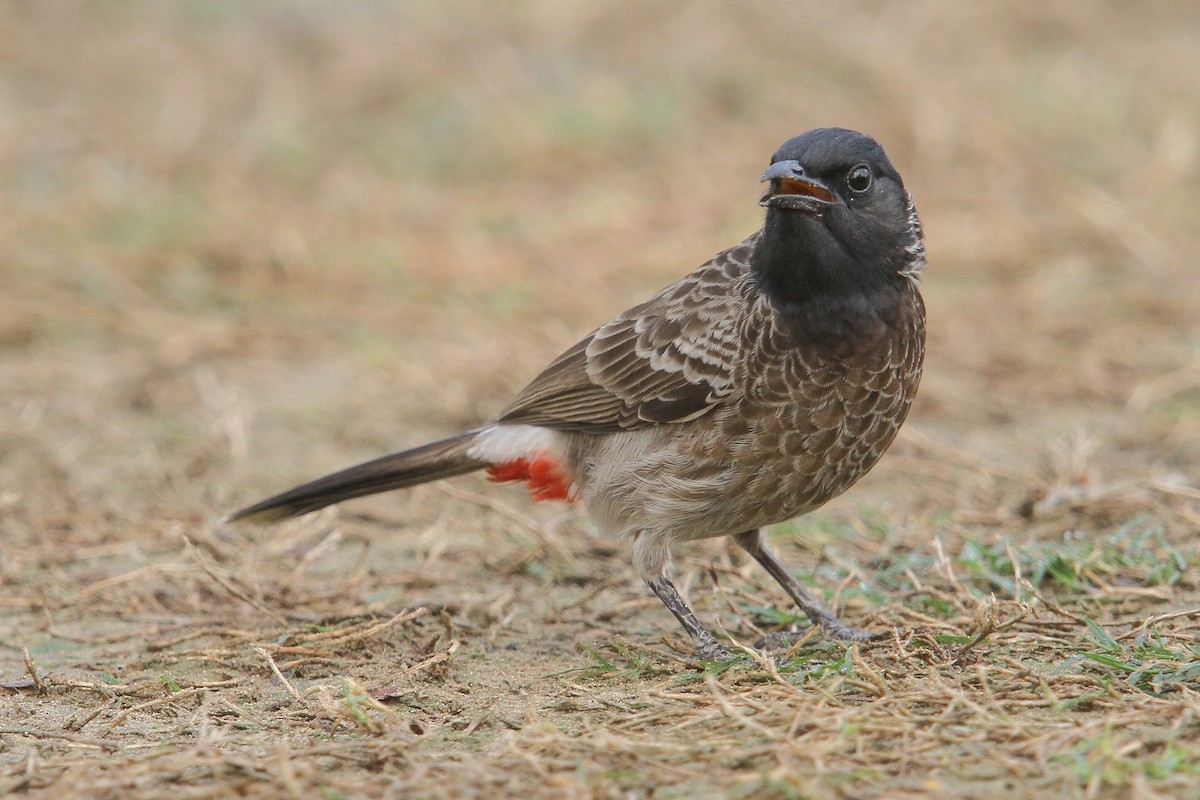 Red-vented Bulbul - ML48011231