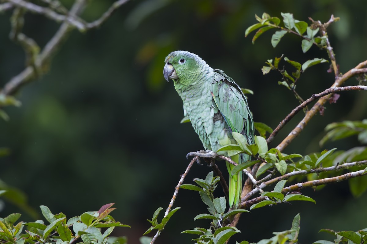 Scaly-naped Parrot - Loni Ye