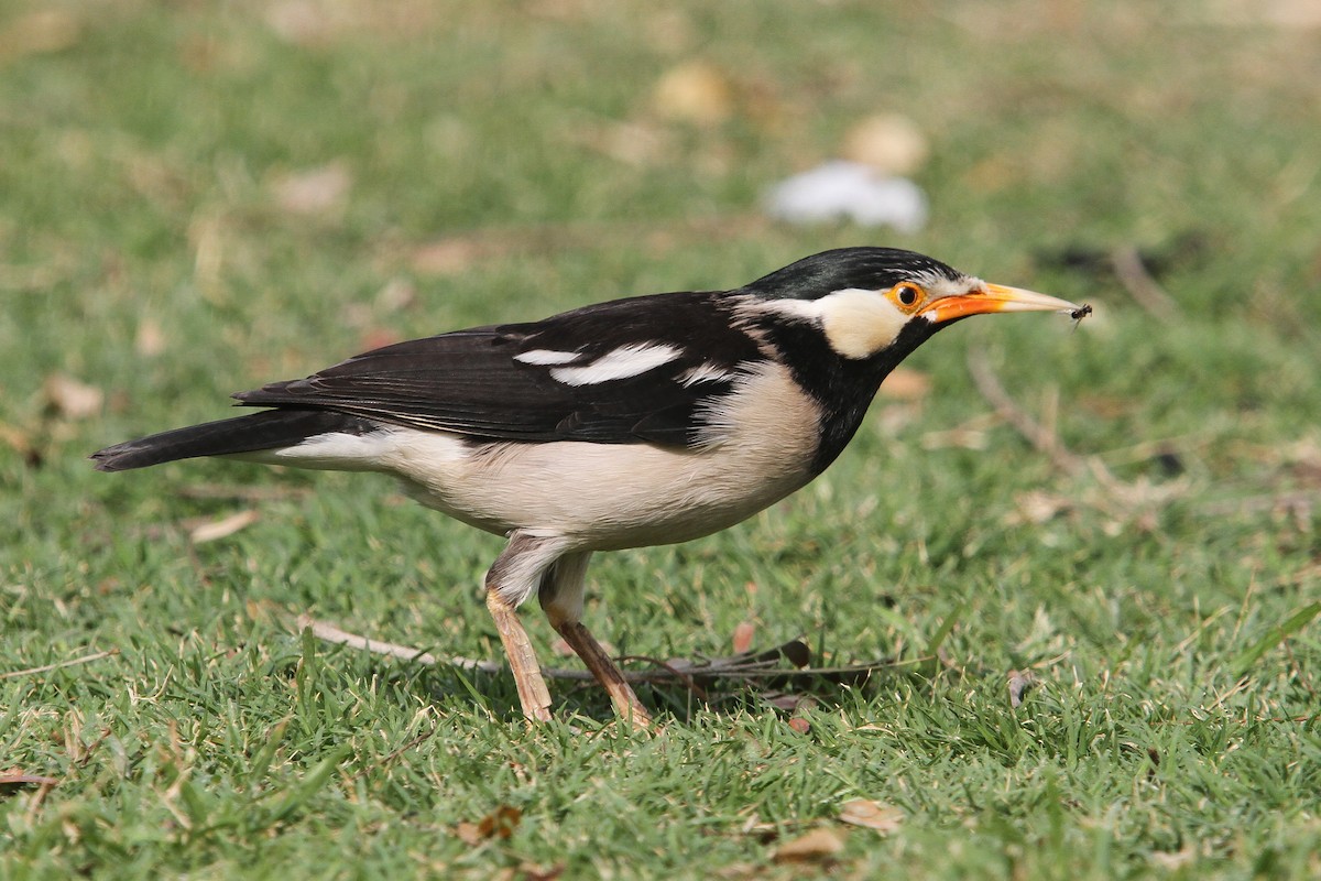 Indian Pied Starling - ML48011241