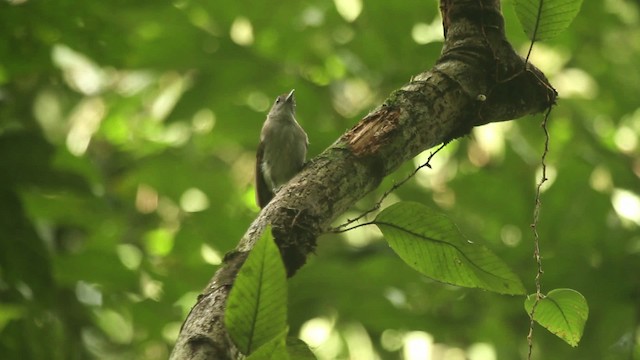 Rufous-crowned Babbler - ML480115