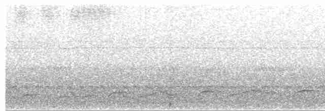 Leierschwanz-Nachtschwalbe - ML480115041