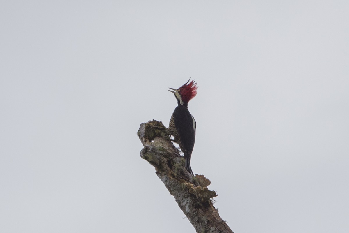 Crimson-crested Woodpecker - ML480116821