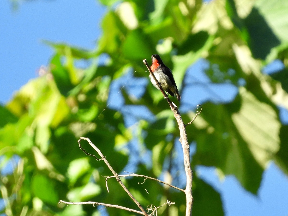 Gray-sided Flowerpecker (Gray-sided) - Catherine McFadden