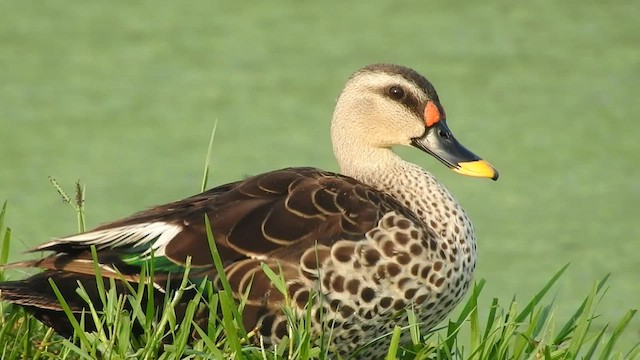 Indian Spot-billed Duck - ML480117521