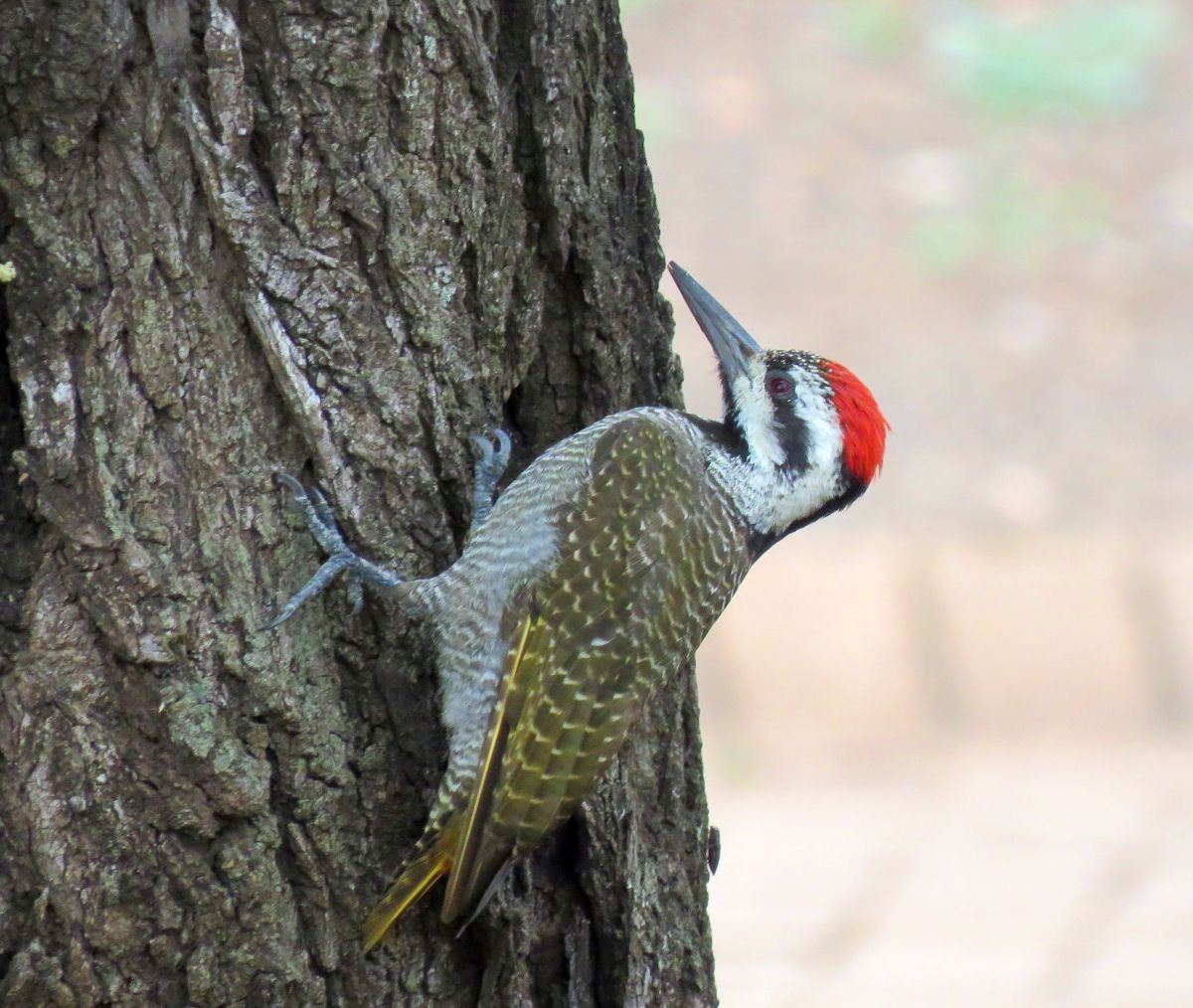 Bearded Woodpecker - Chris Butler