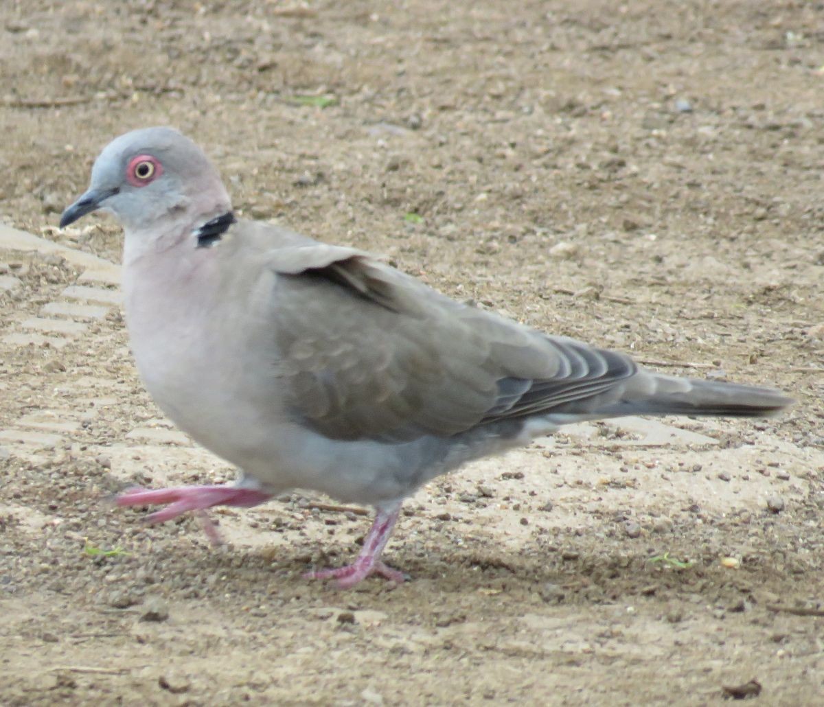 Mourning Collared-Dove - ML48012121