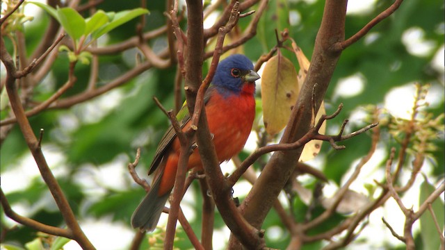 Painted Bunting - ML480124