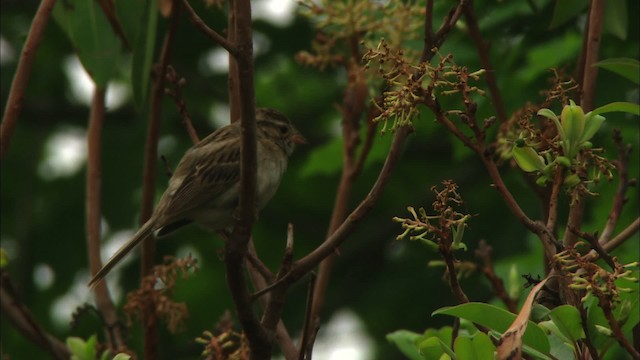 Clay-colored Sparrow - ML480125