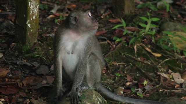 Long-tailed Macaque - ML480128